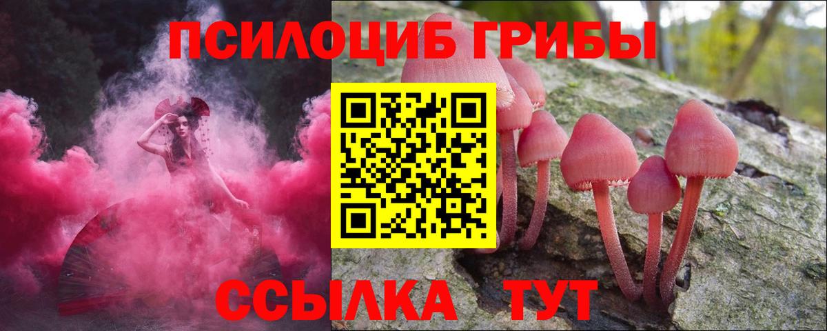 Псилоцибиновые грибы Psilocybe Новоалтайск